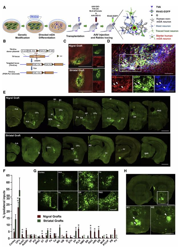 cell子刊解说,cell子刊玩转大脑血管