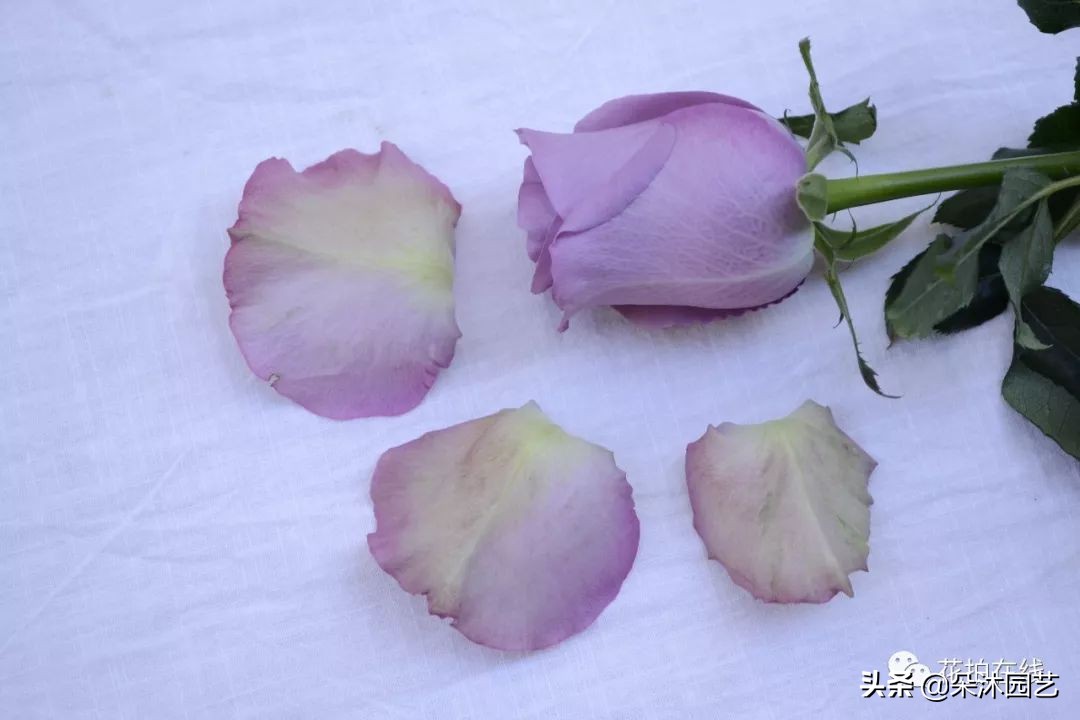 科普|别再吐槽啦，玫瑰不“新鲜”才是正常的！那叫保护瓣儿~
