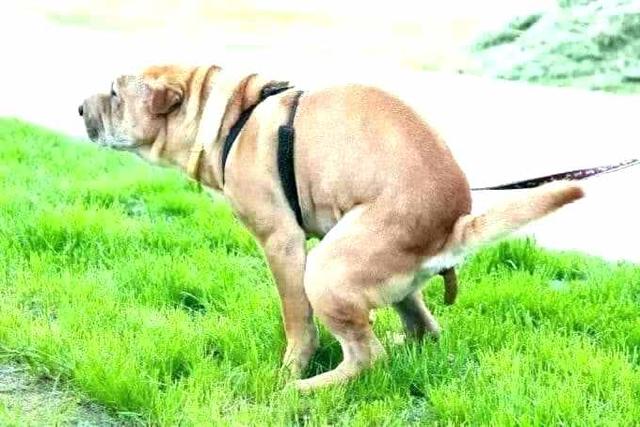 狗狗定点大小便用猫砂,狗狗定点大小便一般训练多久能会