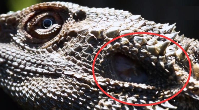 鬃狮蜥是主流爬宠么,如何饲养爬宠鬃狮蜥