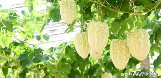 农业蔬菜种植亩产最高,是蔬菜也是主食的蔬菜