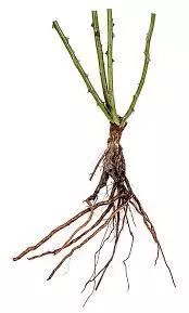 日本公司叫株式会社,日本为什么叫株式会社