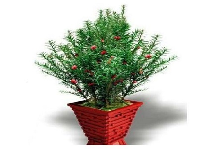 曼地亚红豆杉栽种注意事项和方法,曼地亚红豆杉苗木的栽培与管理