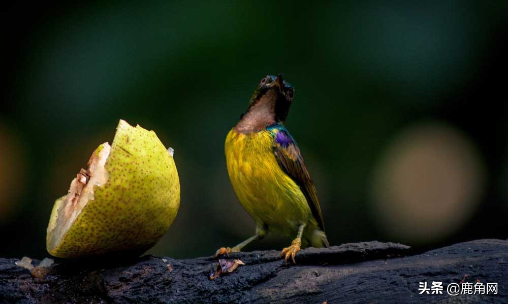 蝴蝶为什么不会直线飞,为什么蝴蝶不会飞
