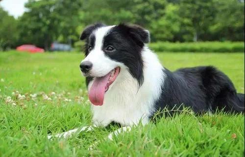 最漂亮的狗狗萨摩耶,最可爱的狗狗排行榜萨摩耶上榜