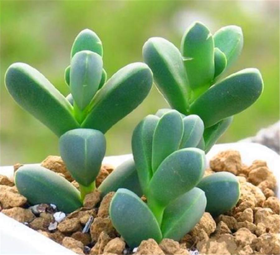 鹿角海棠不服盆干瘪发黄怎么办,鹿角海棠叶子发黄怎么办