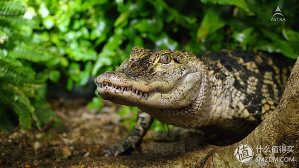 微鲸投影仪k1和e2plus的区别,微鲸投影仪k1和k1plus区别