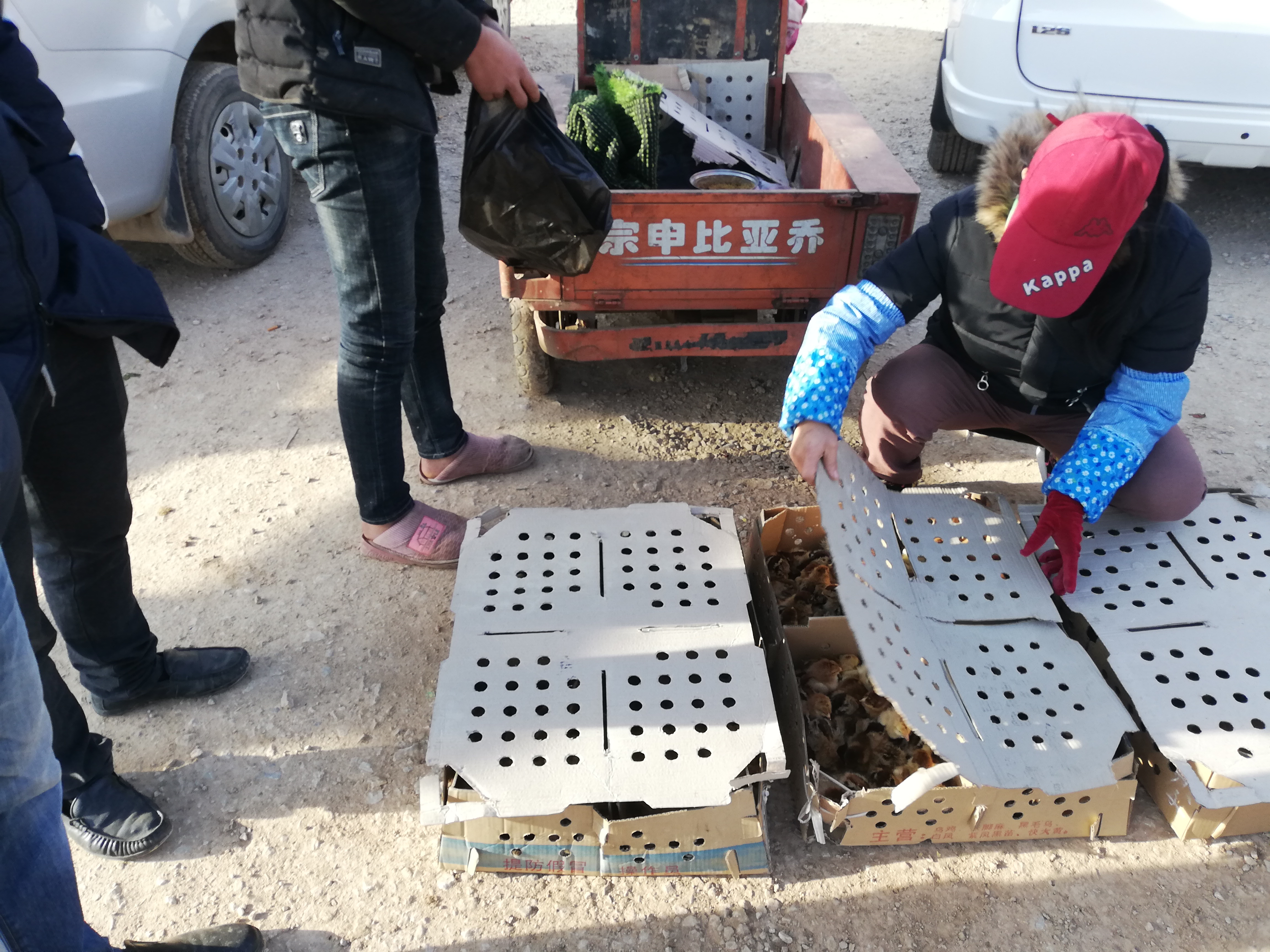 狗市出售50元一只的鸡,狗市买土狗幼犬20元一只