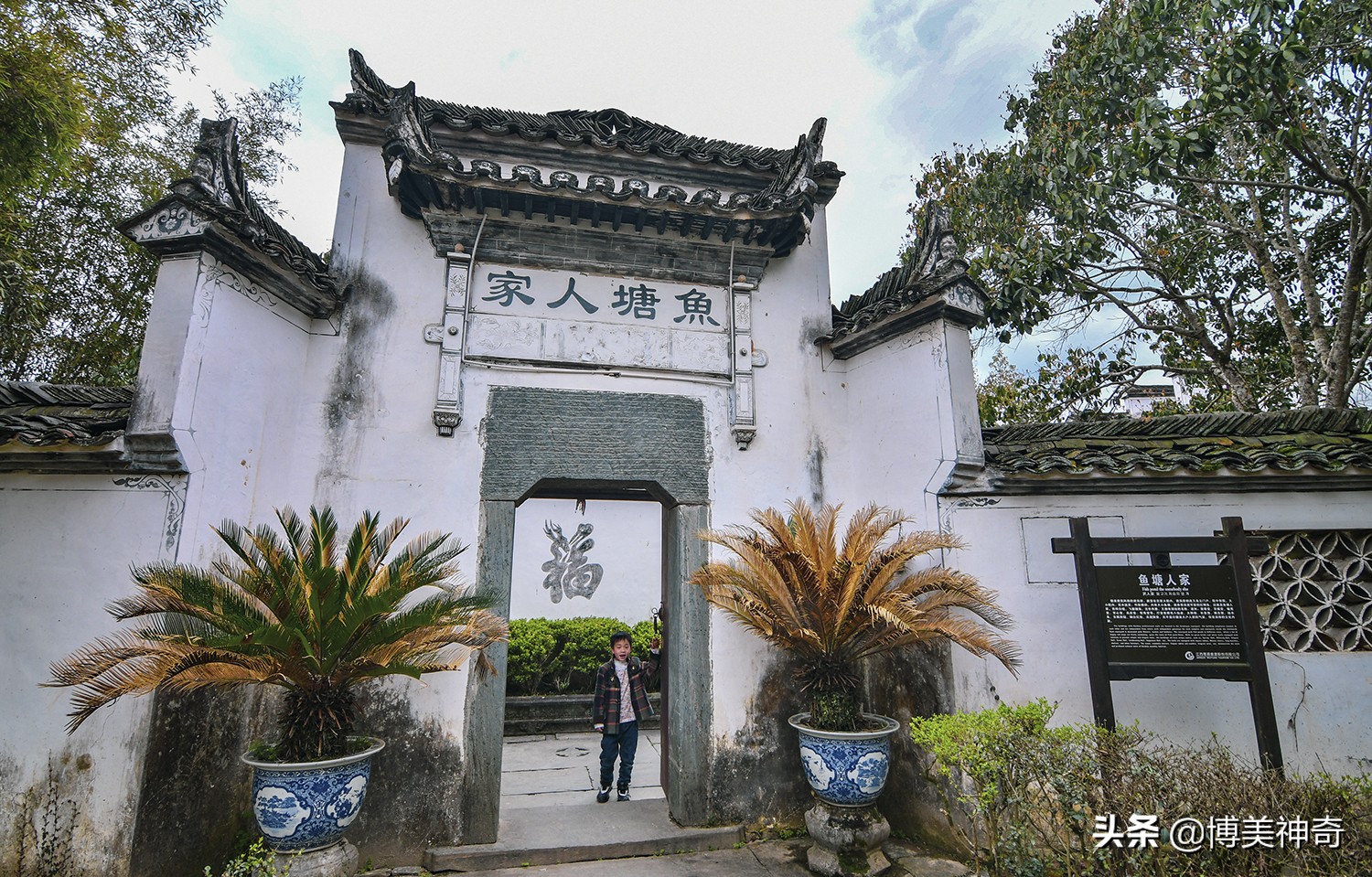 都知严田有棵救皇帝的樟王，却不明那七星伴月是何意，一图见真相