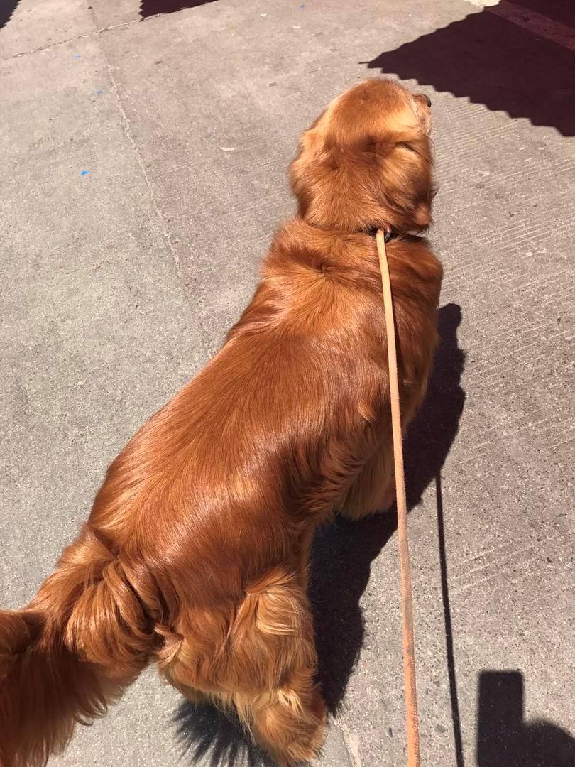 金毛狗的自制狗粮怎么做,自制金毛健康狗粮怎么做