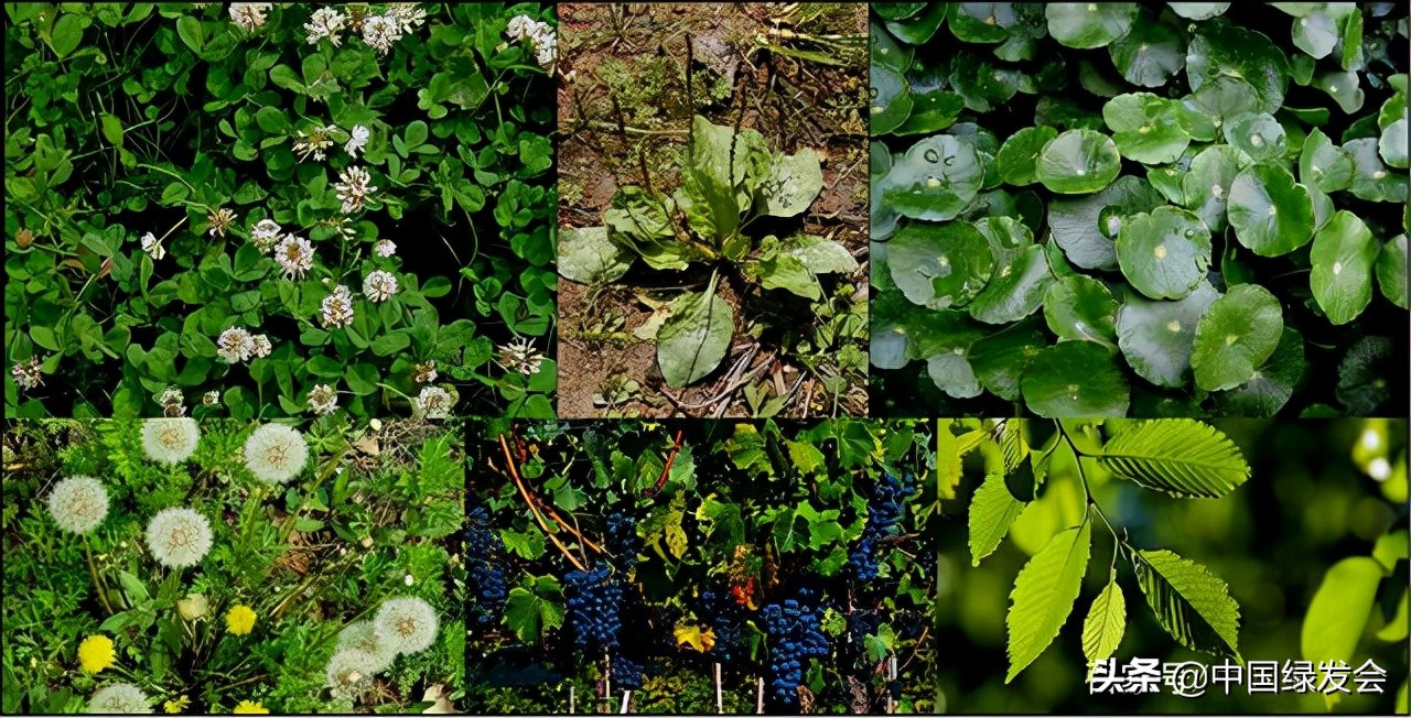 龟类饲养简易口诀,关于龟类养殖