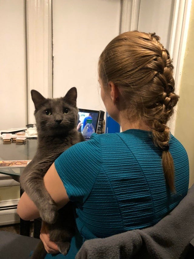 一只优雅的猫,世界上最好养的猫是哪些