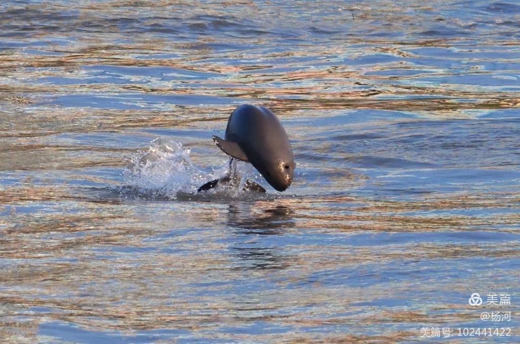 江豚戏水，醉美长江