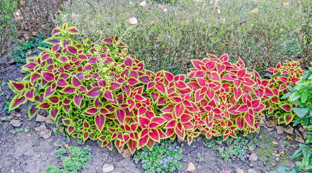 100种常见观叶植物图鉴史上最全,农村常见的100种植物