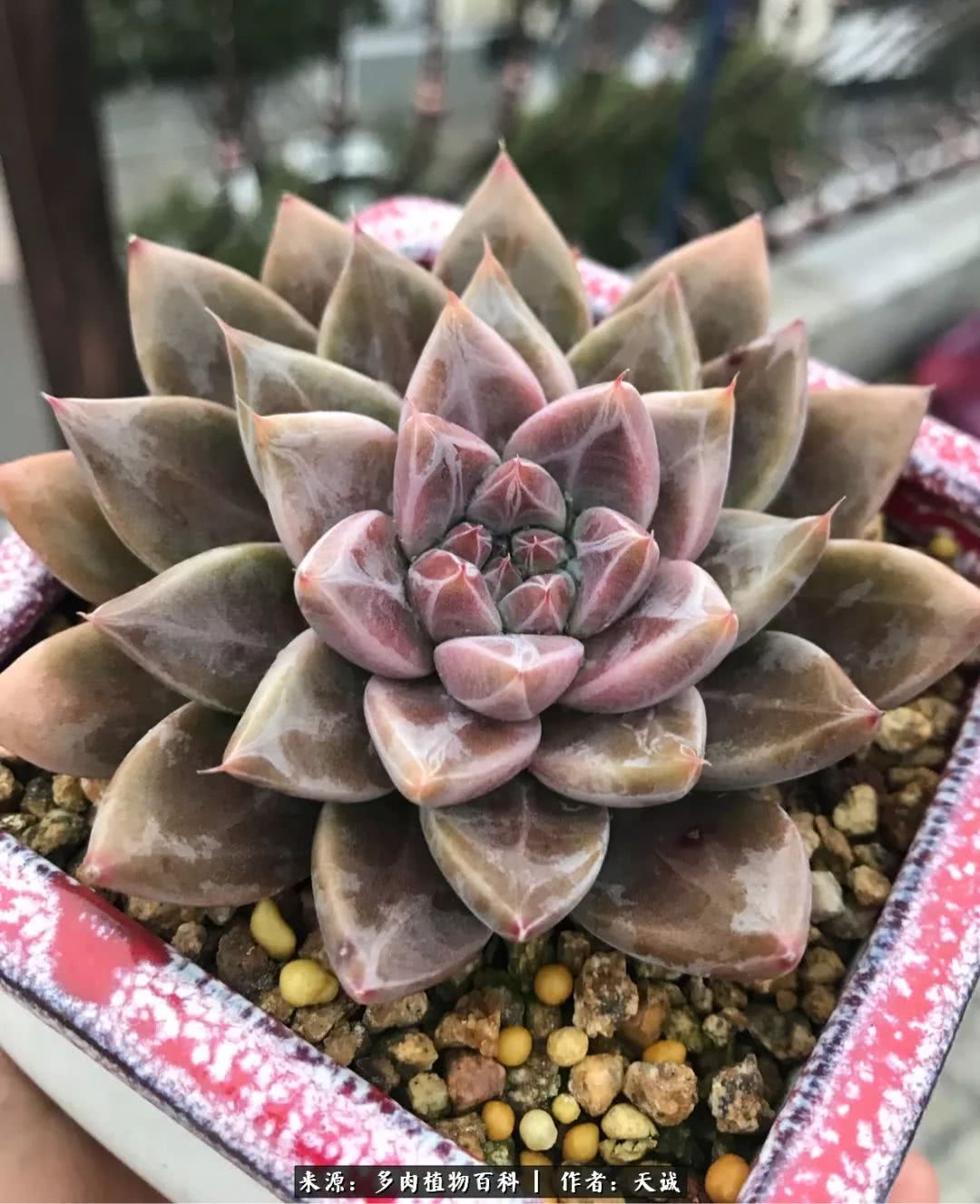 多肉从小养到大的过程,真爱的力量教程