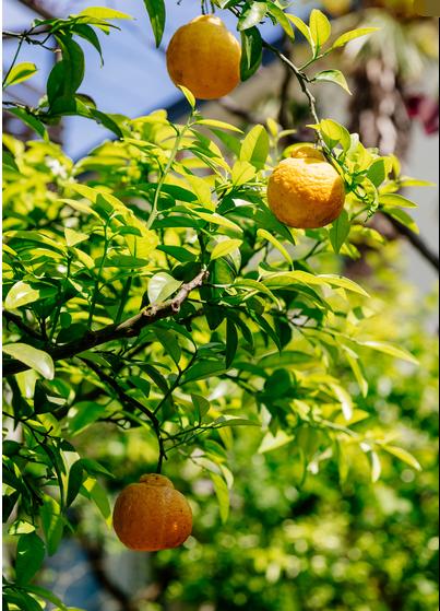 丑橘的食用方法,如何做到丑橘里是沙糖桔