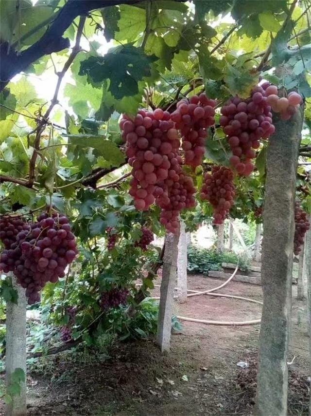 中粮华夏长城,中粮长城葡萄酒加盟官网