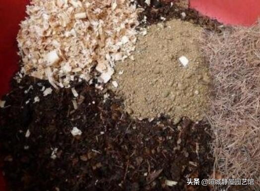 君子兰移盆时间和方法,君子兰上盆后多久开始进入生长期