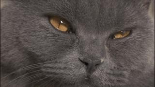 大家都在争抢猫爪杯？吸猫的最高境界，带着摄影机“猫步走天下”