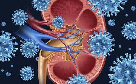 紫癜性肾炎的饮食可以吃什么菜,过敏性紫癜肾炎饮食食谱