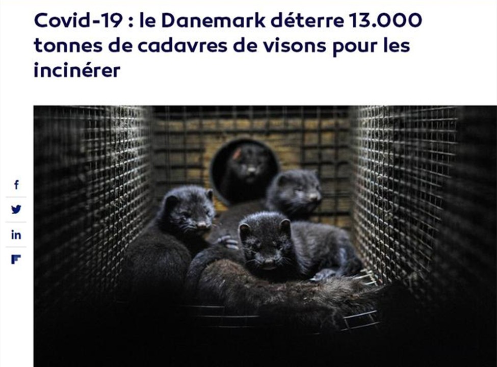 丹麦水貂感染新冠病毒,丹麦水貂感染新冠