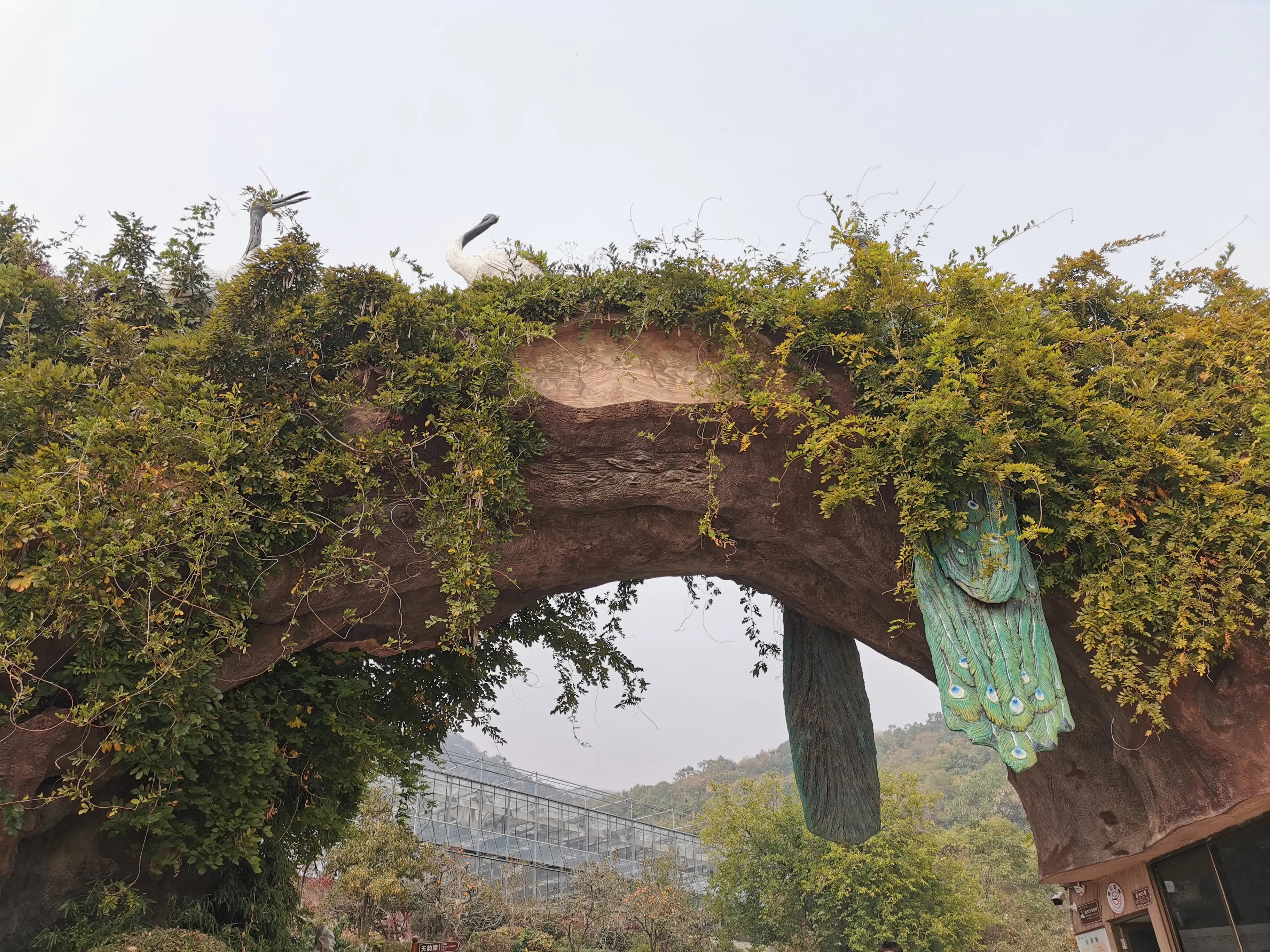 青岛崂山石老人观光园免门票吗,青岛石老人观光园景点图片
