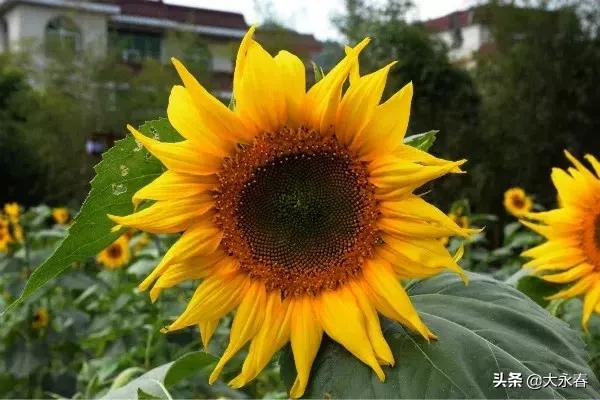 永春免费旅游景点大全一日游,永春山歌小镇旅游攻略