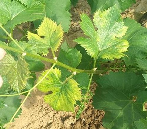 葡萄药害的原因和防治,葡萄药害的缓解和补救措施