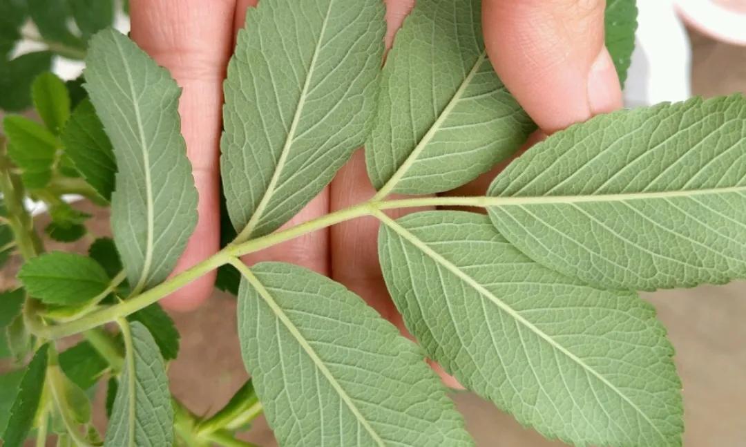 教你如何避开假货买到真品,一张图告诉你怎样分辨假货