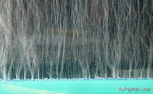 爆氧对龙鱼有好处吗,养鱼爆氧除氯