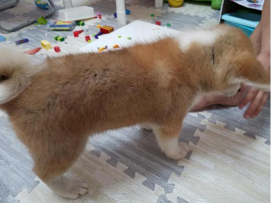 狗后腿一只不敢着地,狗后腿外八走路视频