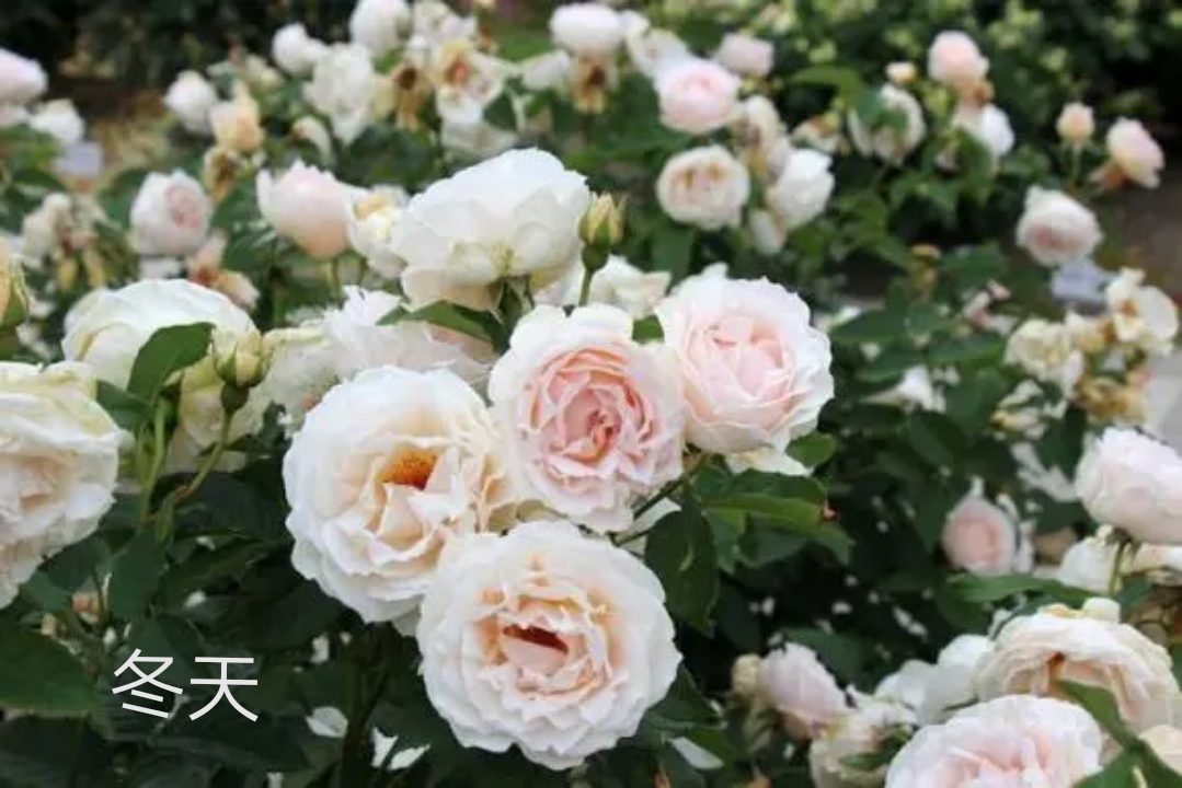 木村卓功推荐的月季,木村卓功月季