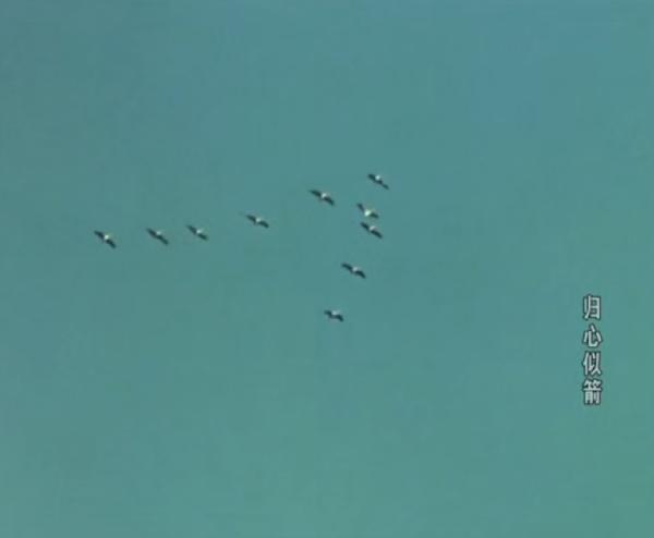 这部八一厂经典影片，斯琴高娃与赵尔康主演，值得被铭记