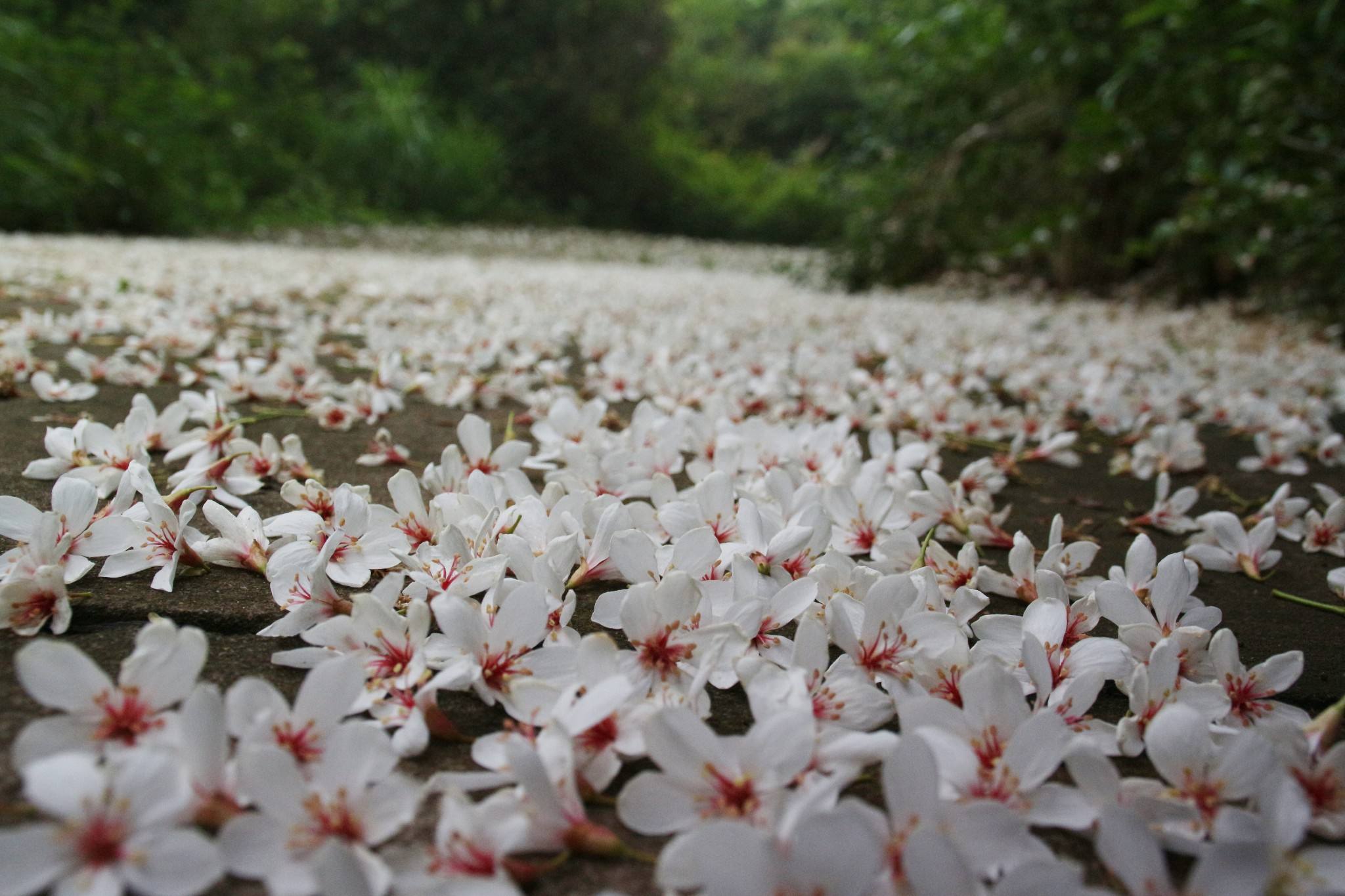 鑻忓繝璇楁瓕,鑻忓繝璇楁瓕浣滃搧