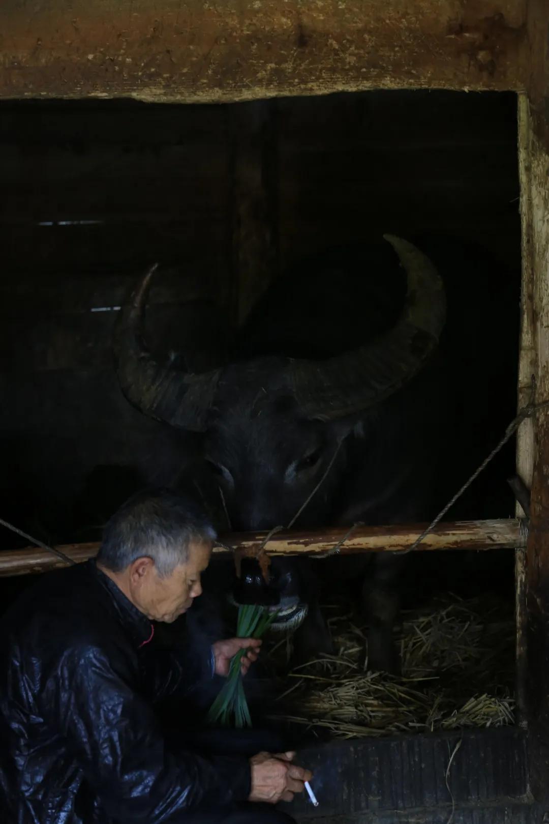贵州黄岗侗寨优美视频,黄岗侗寨全景视频
