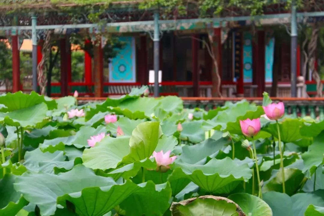 又到一年赏荷季又见荷花,广州莲花山荷花