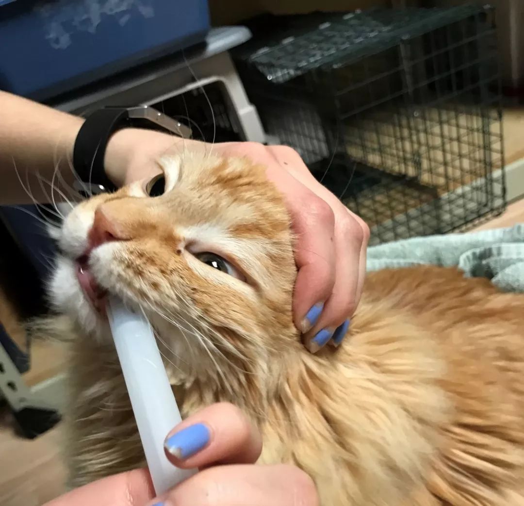 猫咪眼睛分泌物多应该怎么处理,猫咪眼睛分泌物怎么解决