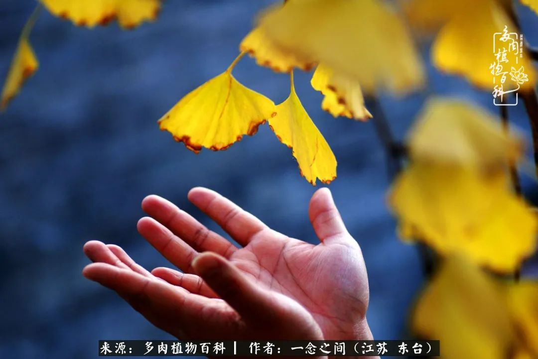 一见多肉误终生,一见多肉误终生从此钱包成路人