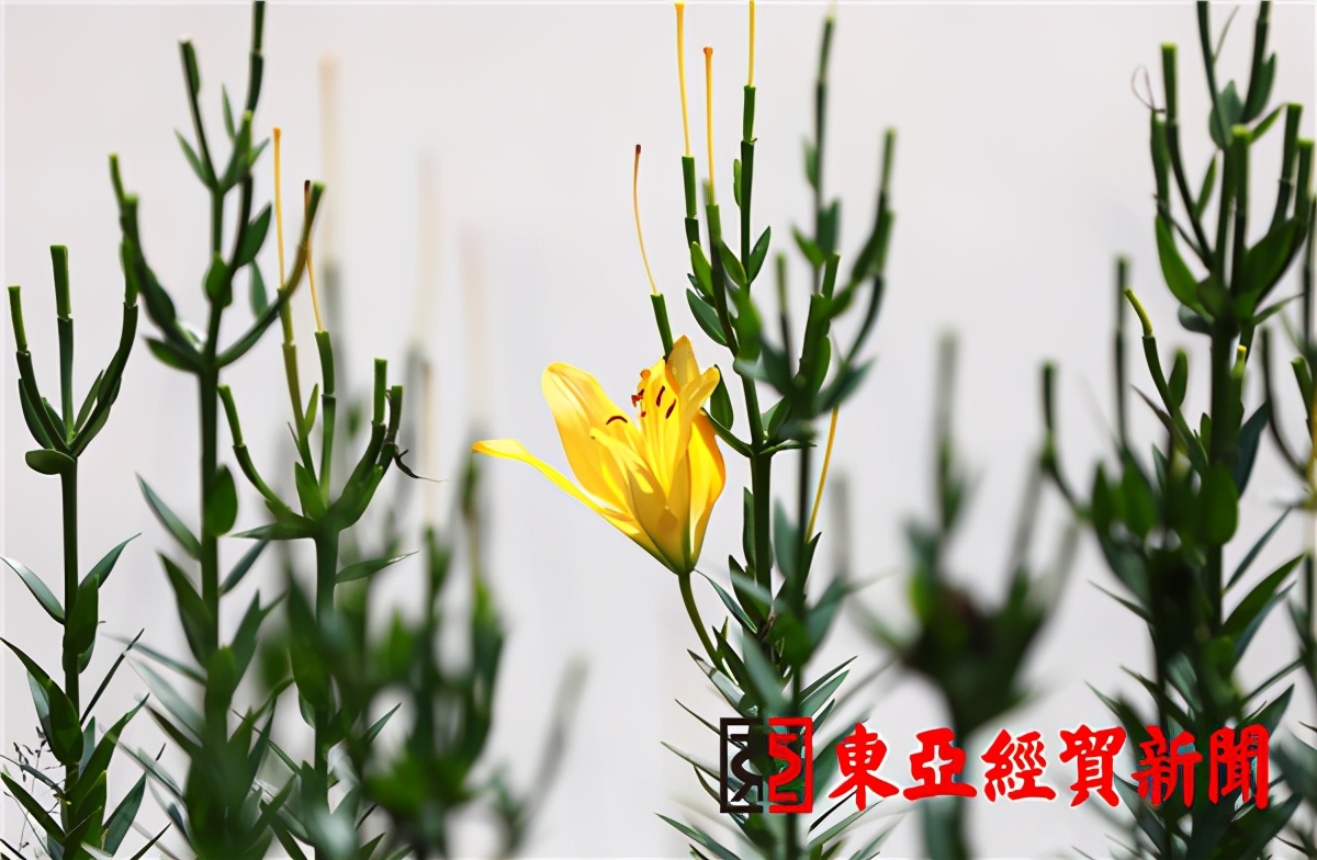 长春公园芍药花陆续绽放,长春公园百合图片大全
