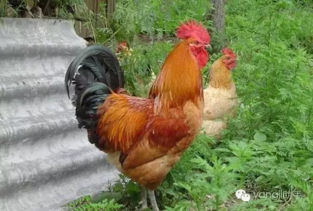 怎么样才能知道土鸡是什么样的,如何知道土鸡缺少什么营养