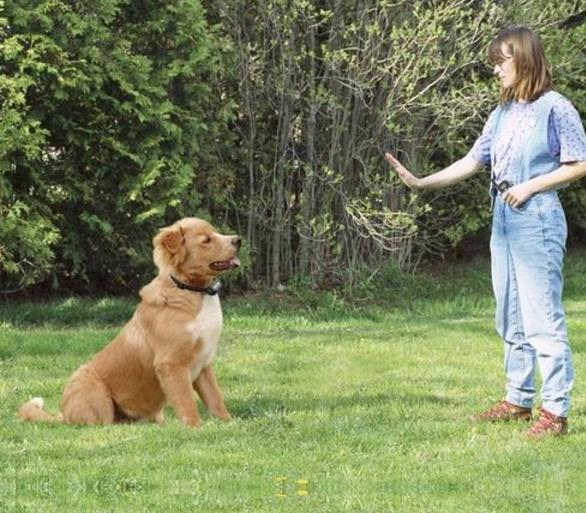 狗狗为什么总喜欢扑上来,狗狗为什么会扑向主人