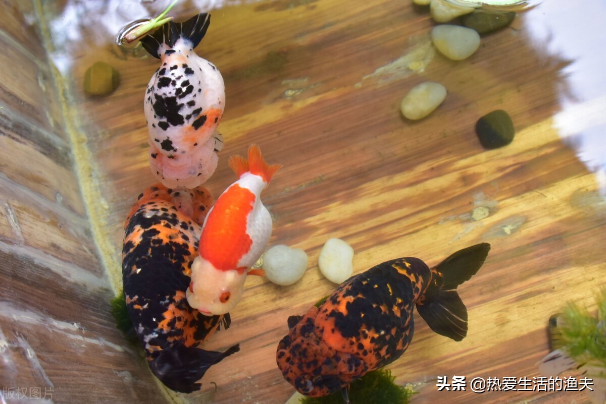 金鱼怎么养一段时间就会死,金鱼如何饲养才不死