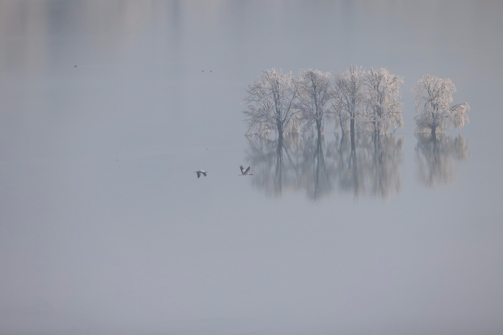 eosr5拍鸟体验,eosr5摄影与视频拍摄技巧大全