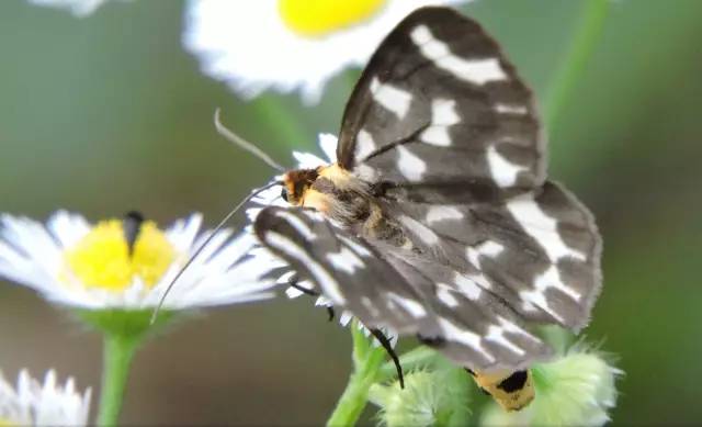 传说中的蛊虫真的有吗,传说中的扑棱蛾子
