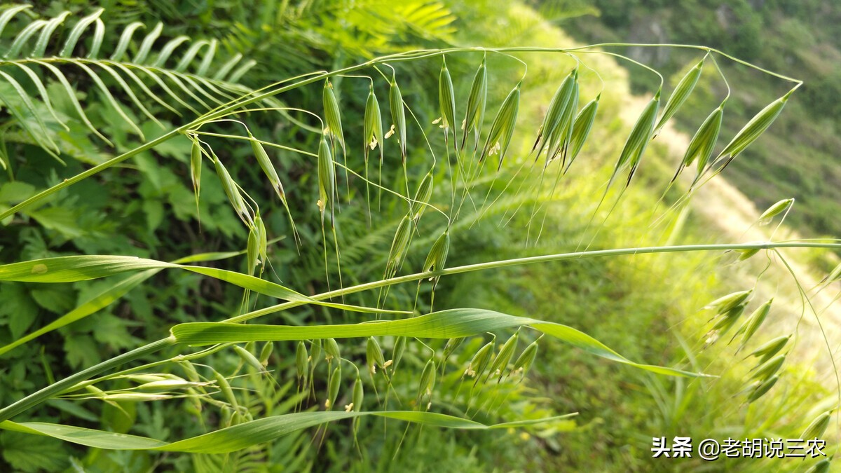 燕麦和各种野草,野燕麦草药