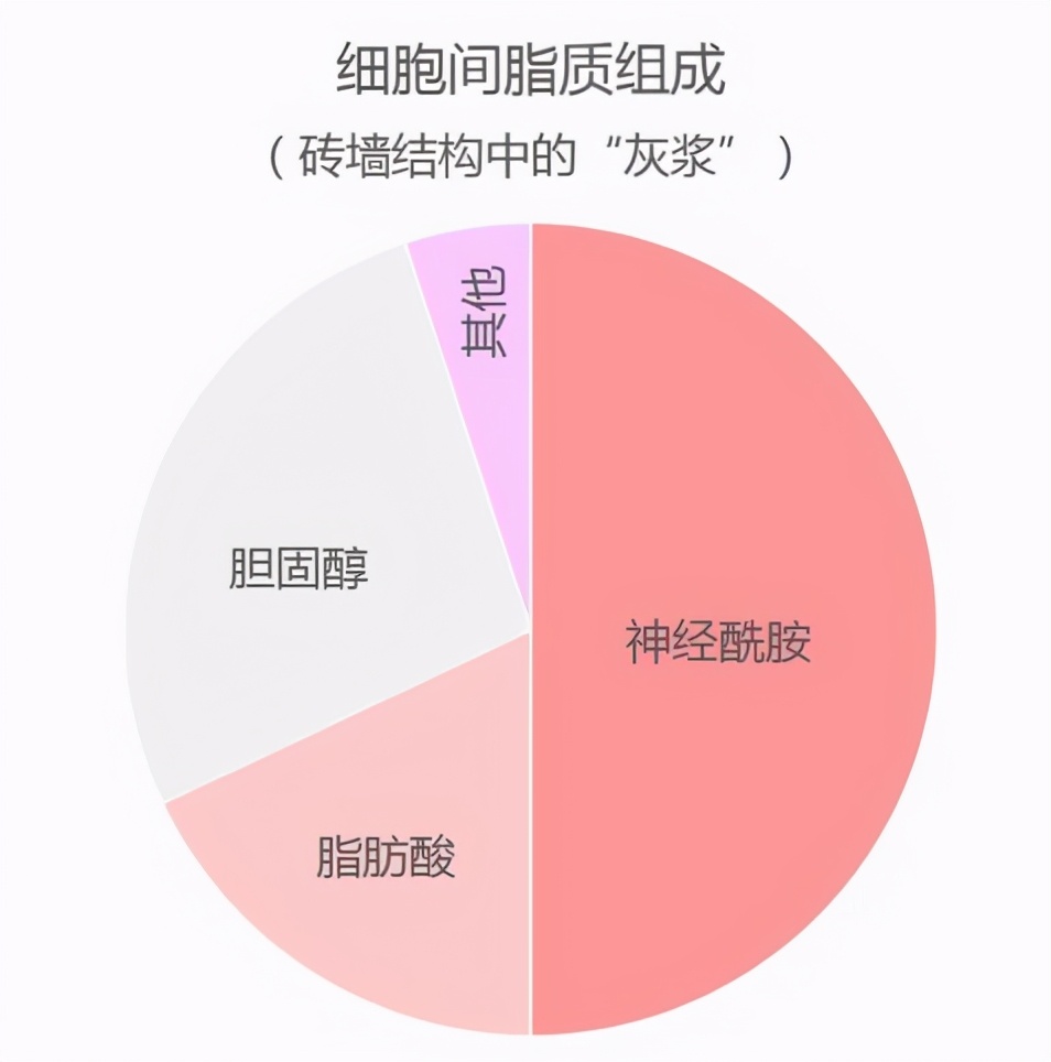 药学博士：网红成分神经酰胺究竟有啥用？揭开神秘面纱！（收藏）