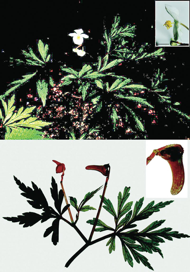 目前有多少种物种受到灭绝的威胁,物种受到威胁停滞繁衍