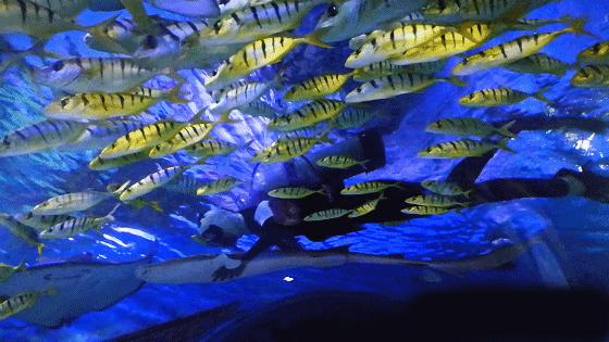 北京老牌水族馆富国海底世界，49.9元1大1小探险蓝色海洋的秘密
