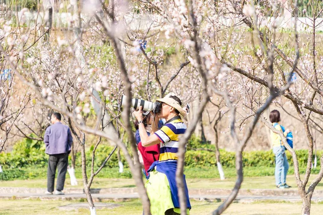 深圳隐秘风景,深圳粉色花海视频