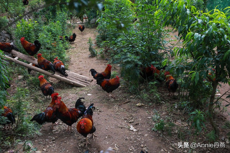 距离重庆最近的避暑城市,离主城近的夏日重庆避暑圣地